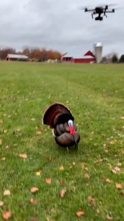 How to properly catch a Turkey! 
🍗 Happy Thanksgiving🍗 #Thanksgiving #drone